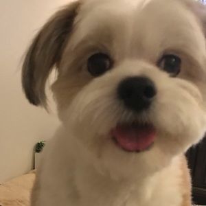 Meet your Posher, Sam